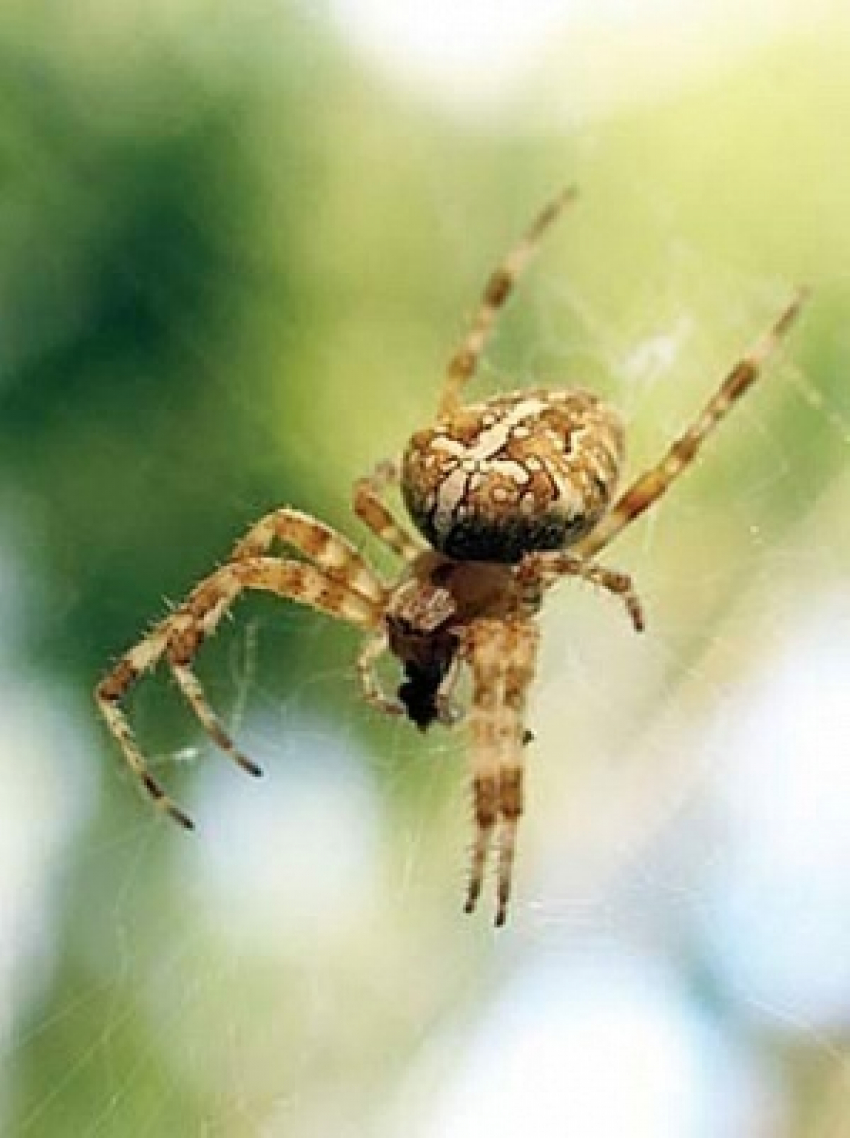 ﻿ В природном парке «Нижнехоперский» посчитали пауков