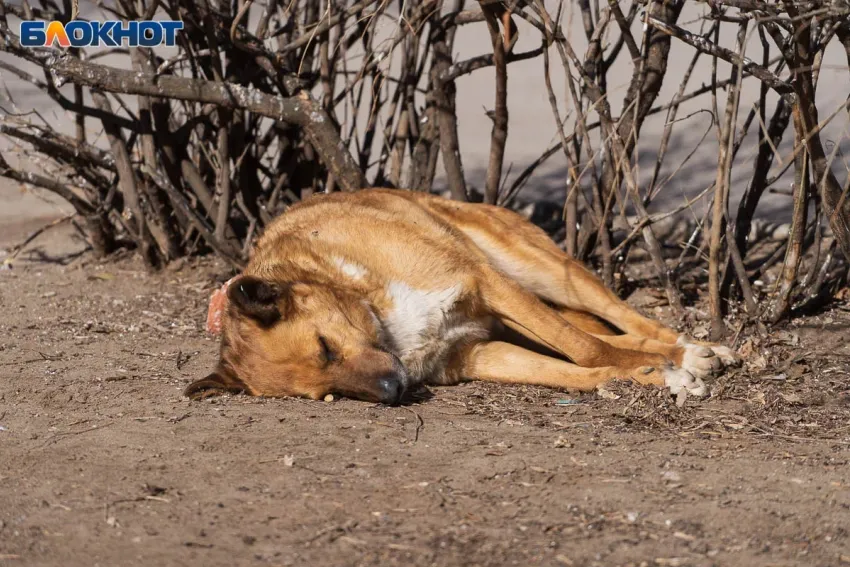 Сельского главу под Волгоградом оштрафовали за игнор обращений по поводу бездомных собак
