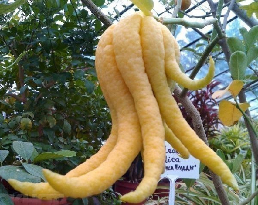 В Волгограде кустарник «Руки Будды» принес первые плоды зимой 