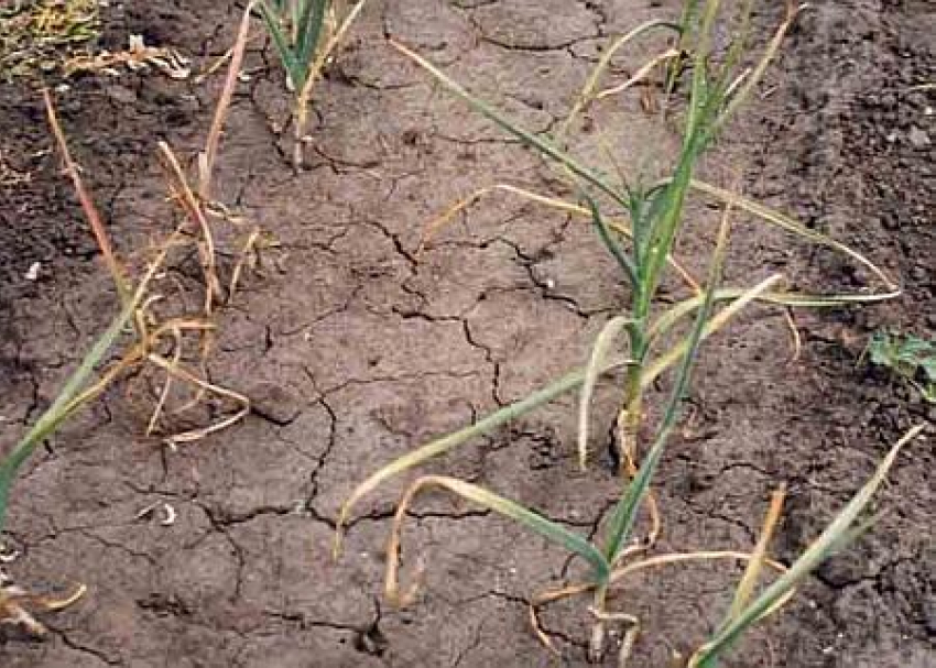 Под Волгоградом неизвестные лишили плодородия более 6000 кв. м. почвы лесного фонда