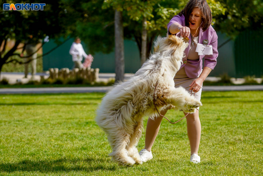 Обязательную регистрацию домашних животных планируют ввести в Волгоградской области