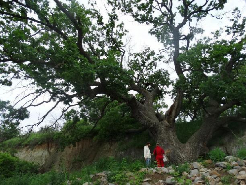 Волгоградские экологи проверили состояние здоровья 200-летнего дуба