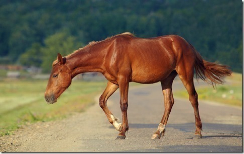 Под Волгоградом 36-летний наехал на лошадь