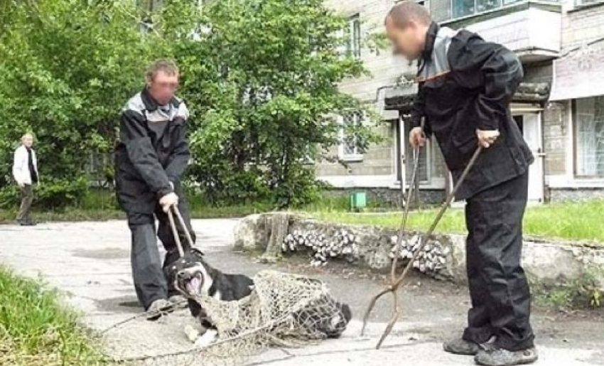 В Волгограде решается вопрос о предприятиях по отлову животных