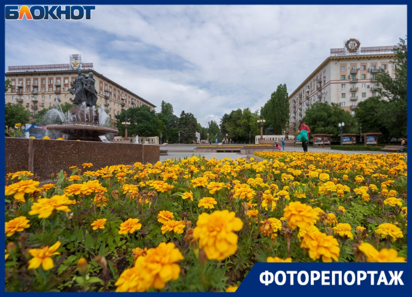 Розы в человеческий рост и ароматные бархатцы: центр Волгограда покрылся цветочными полями