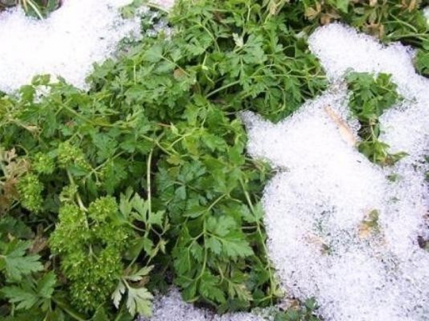 В Волгоградской области перед Новым годом зазеленела петрушка 