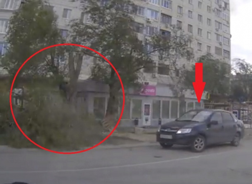Уехавшего за секунду до падения дерева везучего автомобилиста сняли на видео в Волгограде