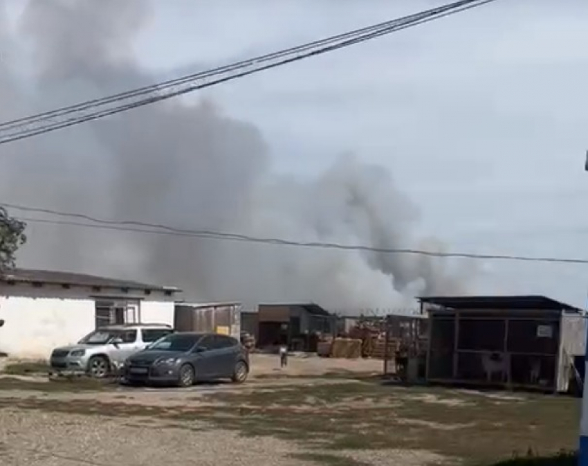 Пожар вспыхнул в пойме под Волгоградом около приюта для животных — видео 