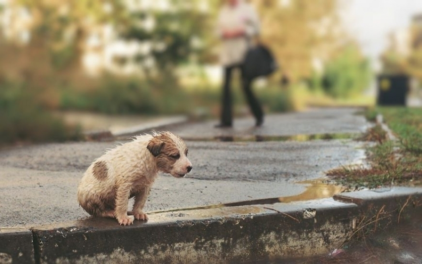 Отстрел бездомных собак запретили депутаты Волгоградской облдумы