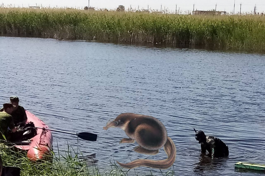 Носатые хищники прячутся в воде в Волгоградской области