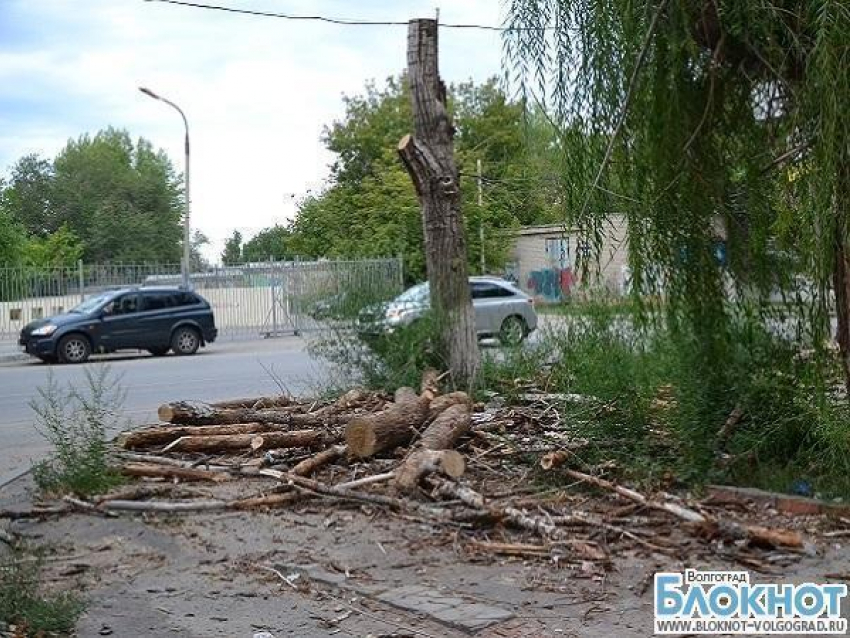 В Волгограде из-за строительства кафе незаконно вырубили 61 дерево