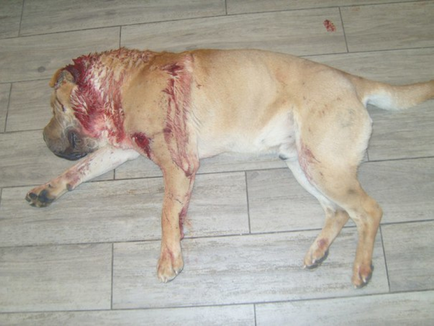 Мир жестоких людей: в Волгограде найдена собака шарпей с глубокими ножевыми ранениями 