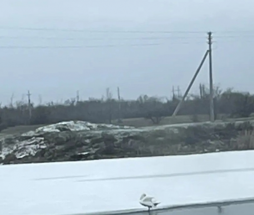 Спасательную операцию ради лебедя объявила волонтер в Волгограде