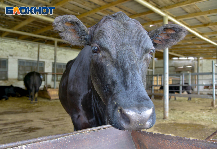 Уровень угрозы «новосибирской мясорубки» оценили для фермеров Волгоградской области