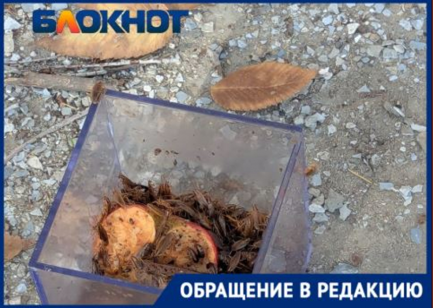 «Подбрасывают специально»: жуткое нашествие тараканов зафиксировано в центре Волгограда 