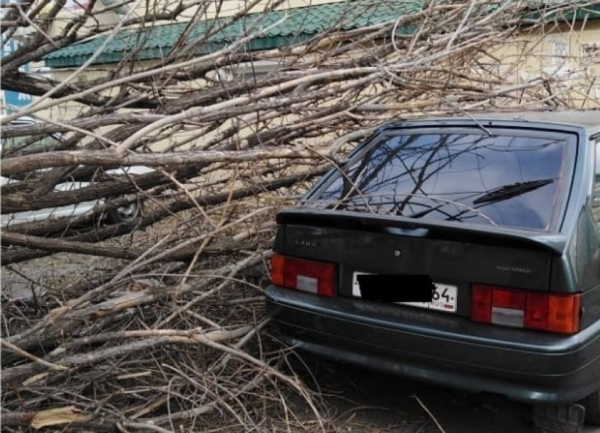 Дерево упало на «девятку» из Саратова на западе Волгограда