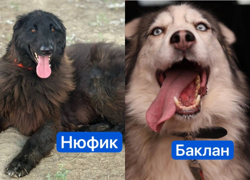 Бездомных собак из Волгограда отправляют в Европу