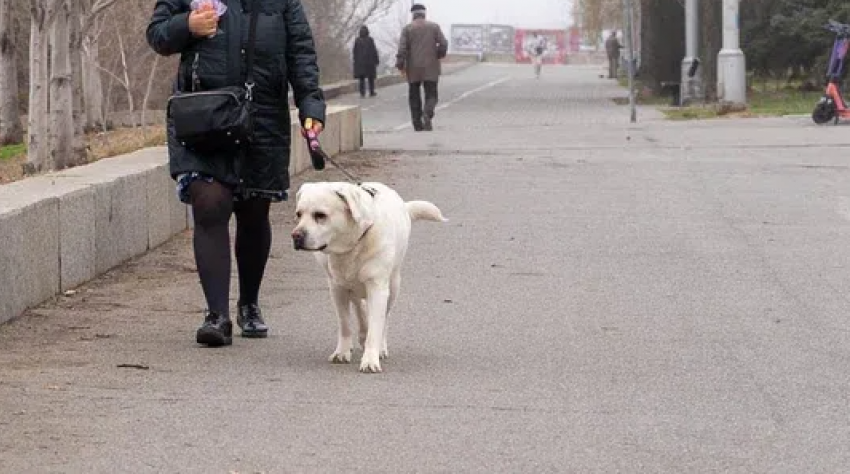 Волгоградцев хотят наказывать за плохое содержание домашних животных