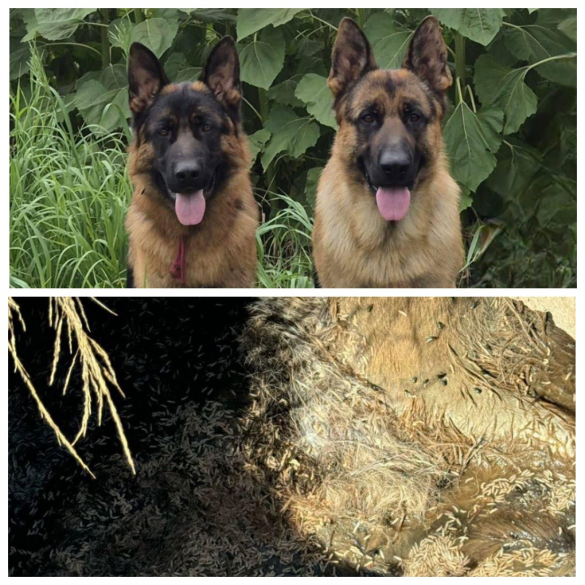 Пропавшие выставочные овчарки найдены мертвыми в канализационном колодце под Волгоградом 