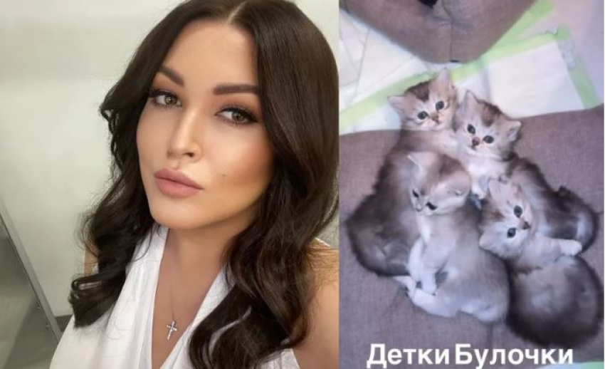 За шоколадку можно обзавестись породистым котенком от Ирины Дубцовой