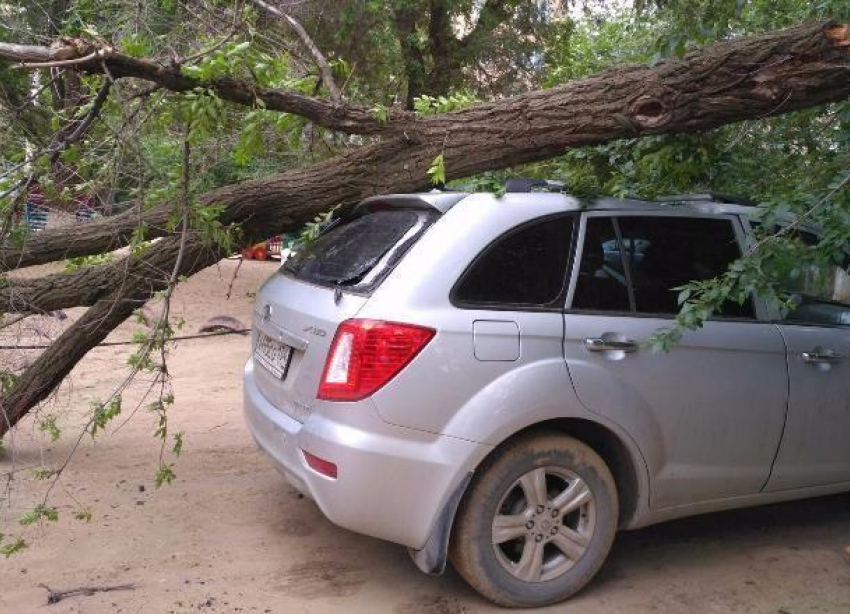 Рухнувшее в Волгограде дерево раздавило внедорожник 