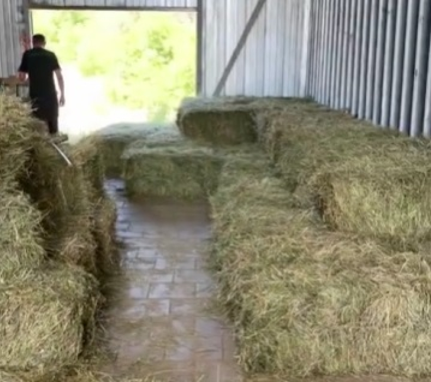 «Купили 540 тюков сена»: волгоградцы объединились ради спасения лошадей от голода