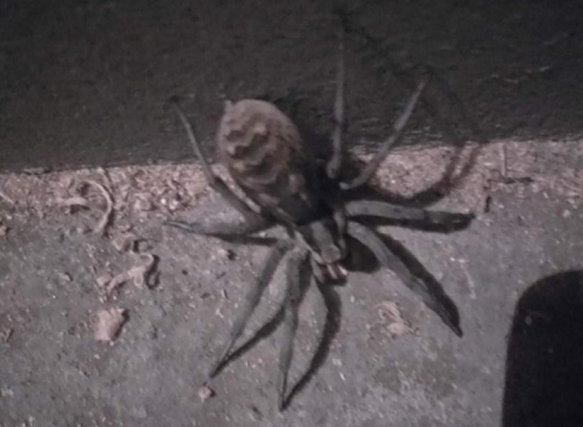 Ядовитый паук аргиопа Брюнниха заполз на огород к волгоградцу