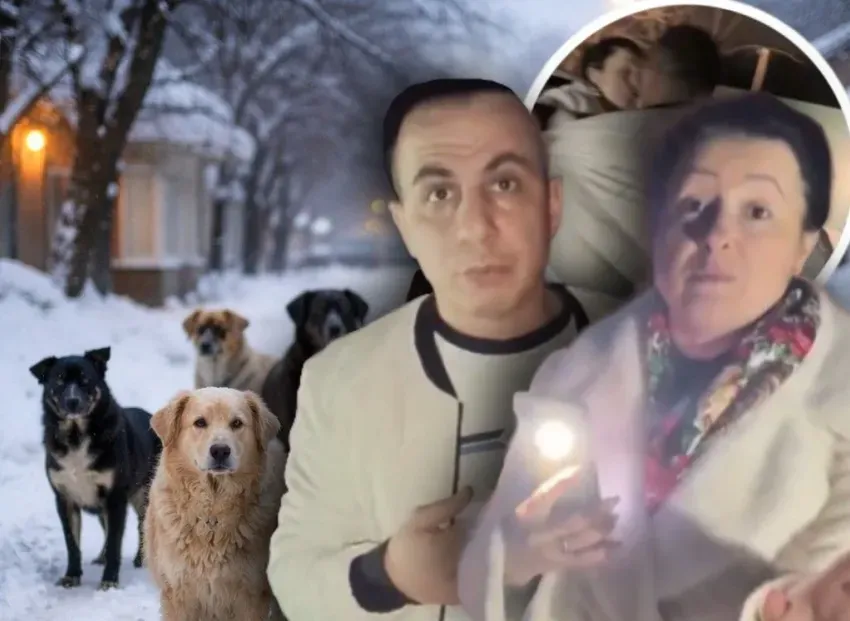 Владелица приюта объявила о роспуске 200 собак в Волгограде