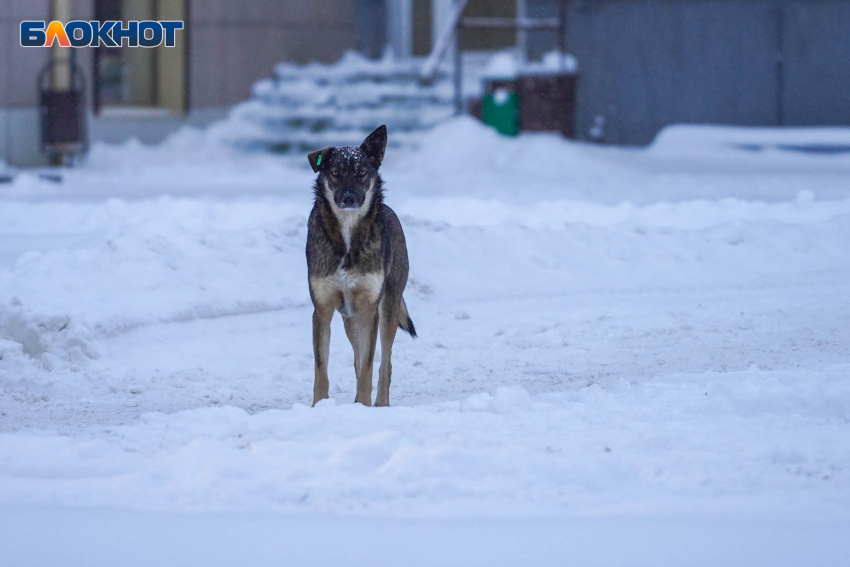 В Волгограде открыто поддержали узаконенную эвтаназию собак