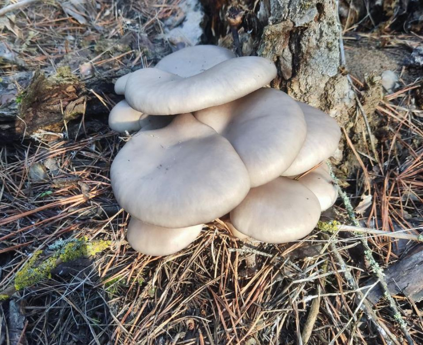 Гриб с 26-сантиметровой шляпкой сделал волгоградку чемпионкой