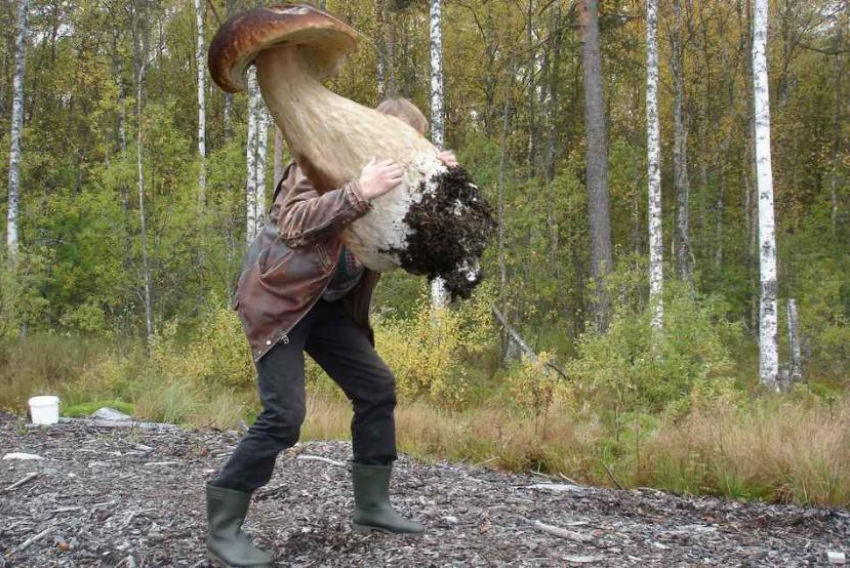 Жители Волгограда сразятся в битве грибников