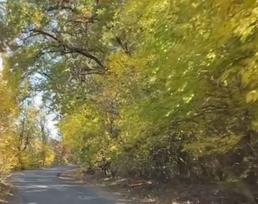 Волгоградская миллиардерша поймала осенний вайб на «пьяной» дороге