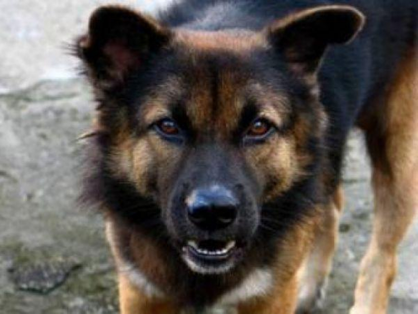 В Волгограде дворовая собака покусала 4-летнего ребенка 