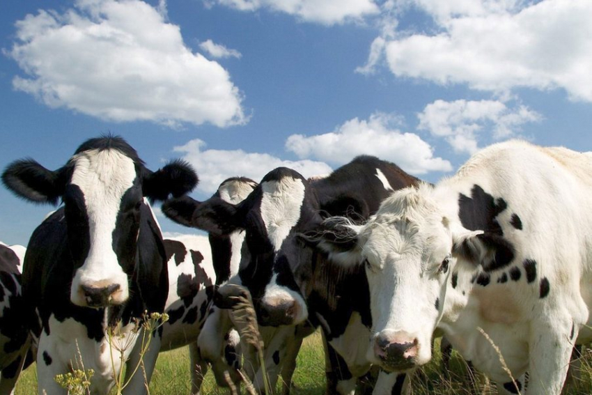 В Волгоградской области 62 коровы заразились бруцеллезом