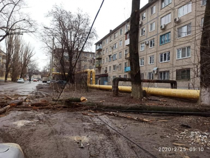Дерево рухнуло и оборвало провода в Дзержинском районе Волгограда