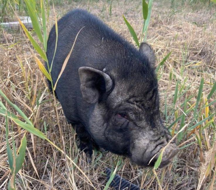 Дом для замерзающего минипига ищут в Волгограде