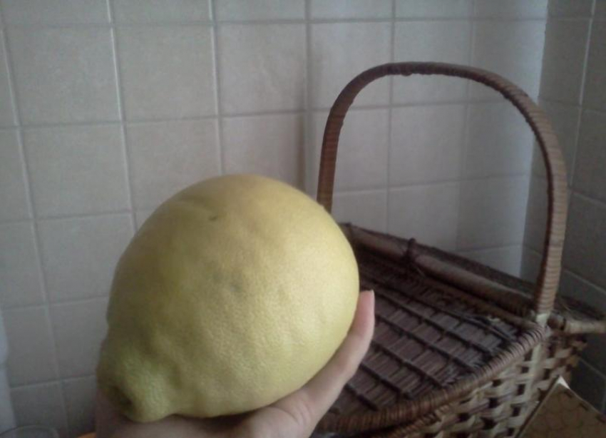 Как ухаживать за лимонами и мандаринами в горшках, рассказала волгоградский агроном