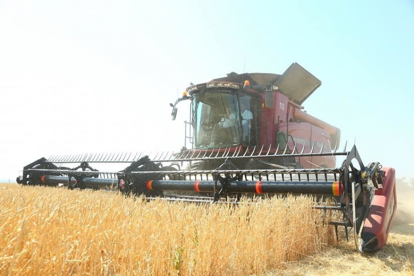 Рухнули закупочные цены на зерно в Волгоградской области