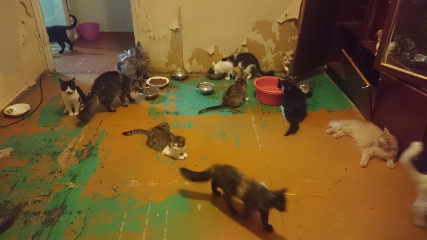 На съемной квартире в Волгограде 20 кошек и 3 собаки затопили весь подъезд