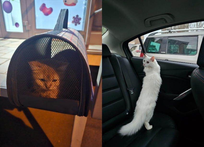 Котов повадились выбрасывать неизвестные в волгоградском элитном ЖК 