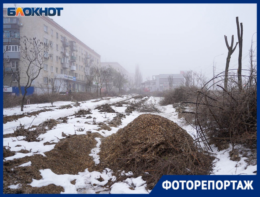 Пеньки на протяжении километра: в Волгограде вырубили сотни многолетних деревьев