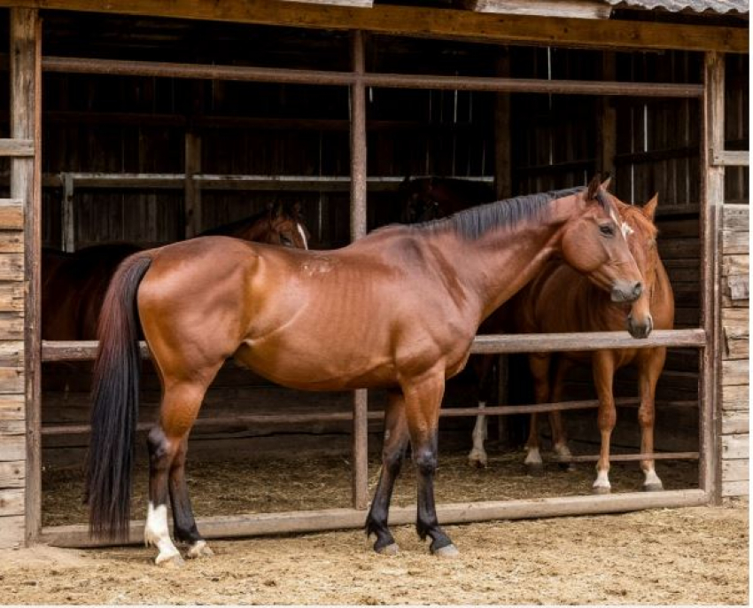 «Едят сено через боль»: под Волгоградом продолжается расследование нападения на лошадей с кислотой