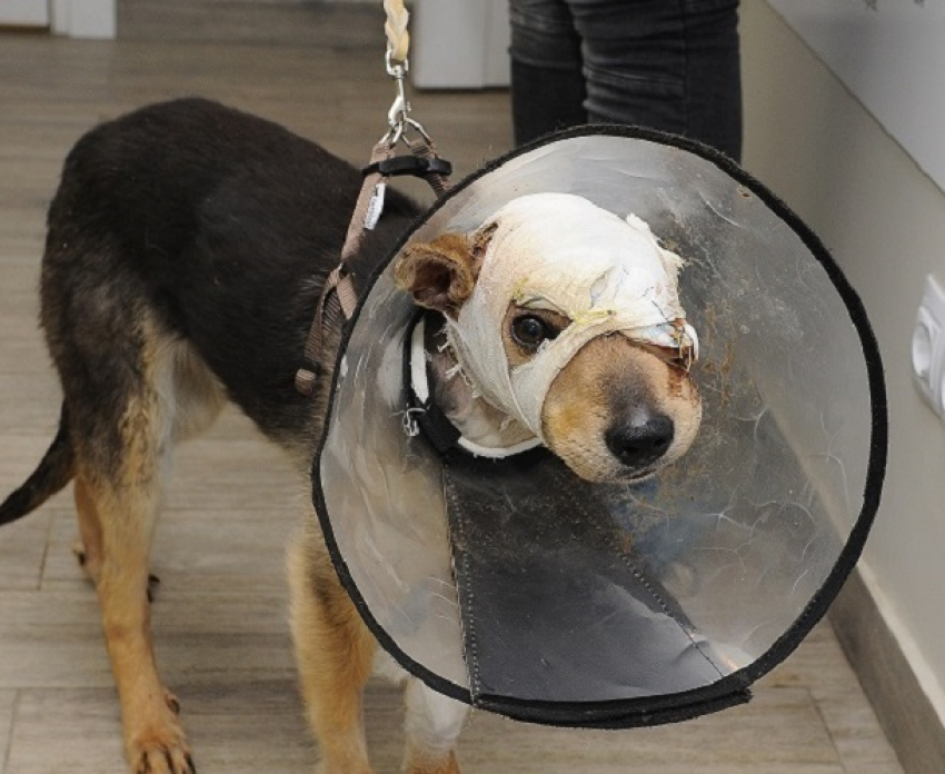 Иностранцы заинтересовались судьбой волгоградского пса Рекса со снятым скальпом