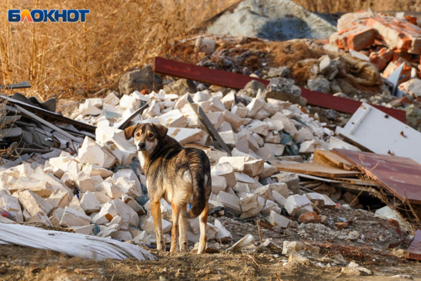 Клоуны собачьи, злозащитники и вкус человеческой крови: волгоградцев рассорила эвтаназии бездомных животных