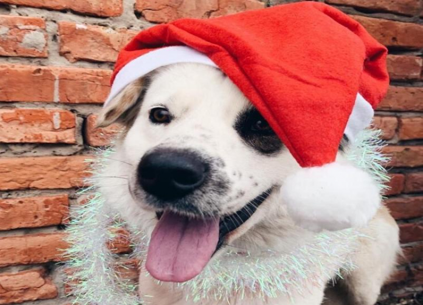 Бездомным собакам устроили новогоднюю фотосессию в Волжском