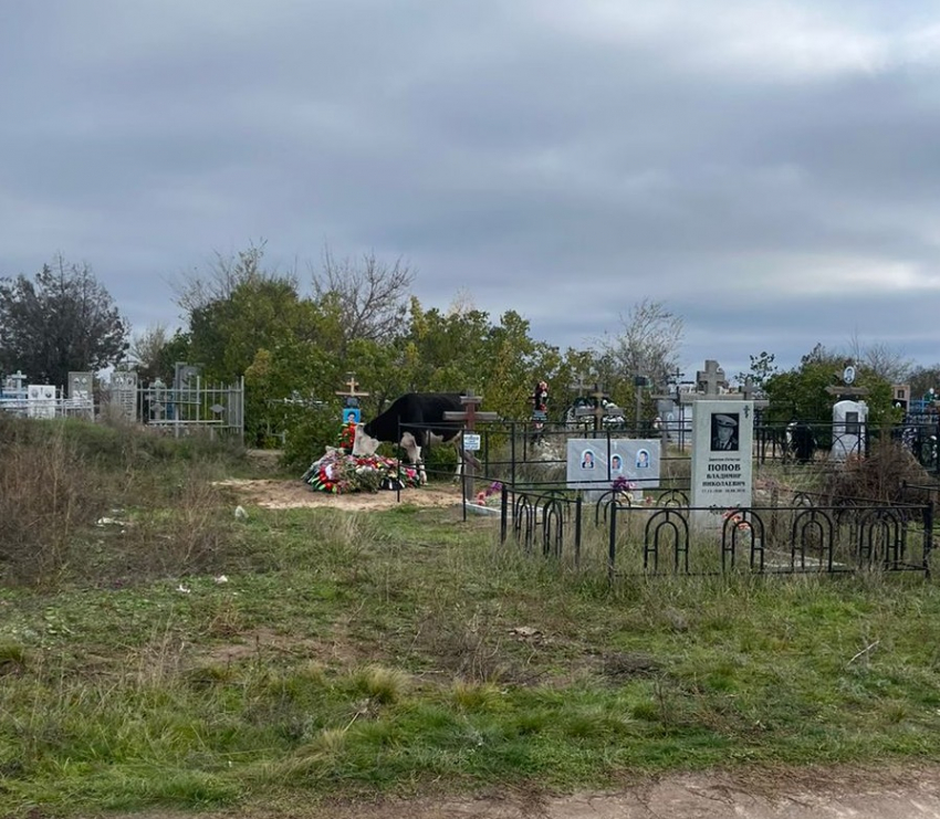Коровы атаковали надгробия на кладбище в Волгограде