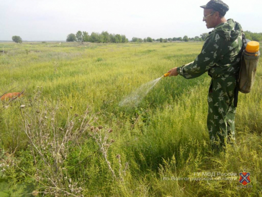 Испарения от сожженной конопли поплыли по Волгоградской области