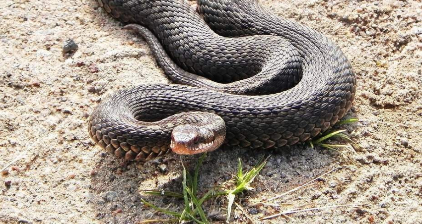 В Волгограде гадюки покусали 10 человек