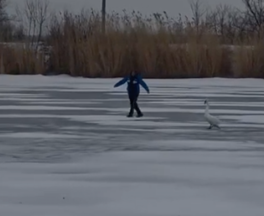 Спасательную операцию ради лебедя показали на видео под Волгоградом 