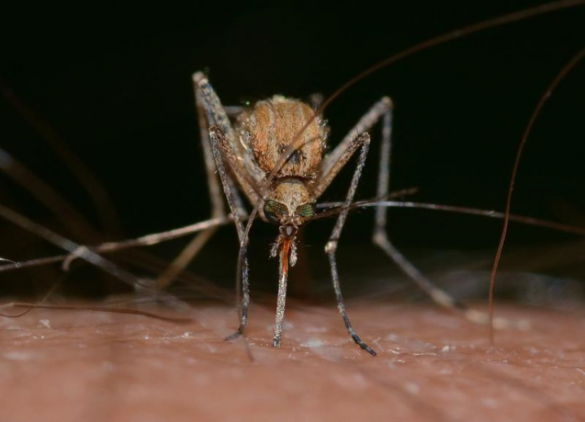 Волгоградцев снова обещают спасти от нашествия комаров и клещей